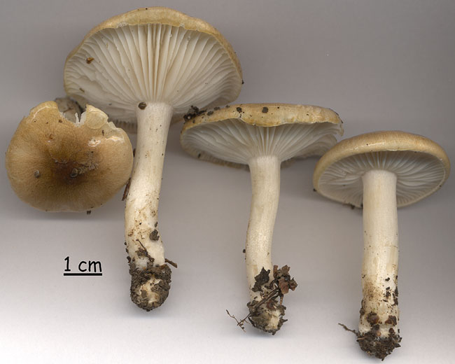 Hygrophorus arbustivus